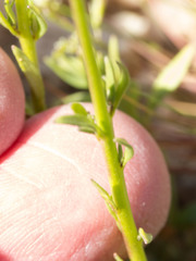 Nuttallanthus texanus