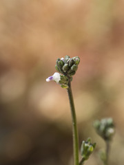 Nuttallanthus texanus