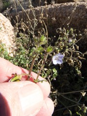 Pholistoma auritum arizonicum