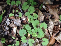 Hydrocotyle moschata moschata