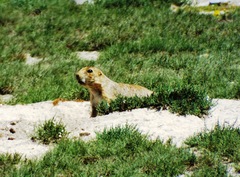 Cynomys mexicanus