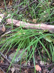 Arthropodium candidum