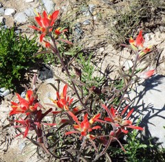 Castilleja lanata