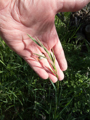 Bromus arizonicus