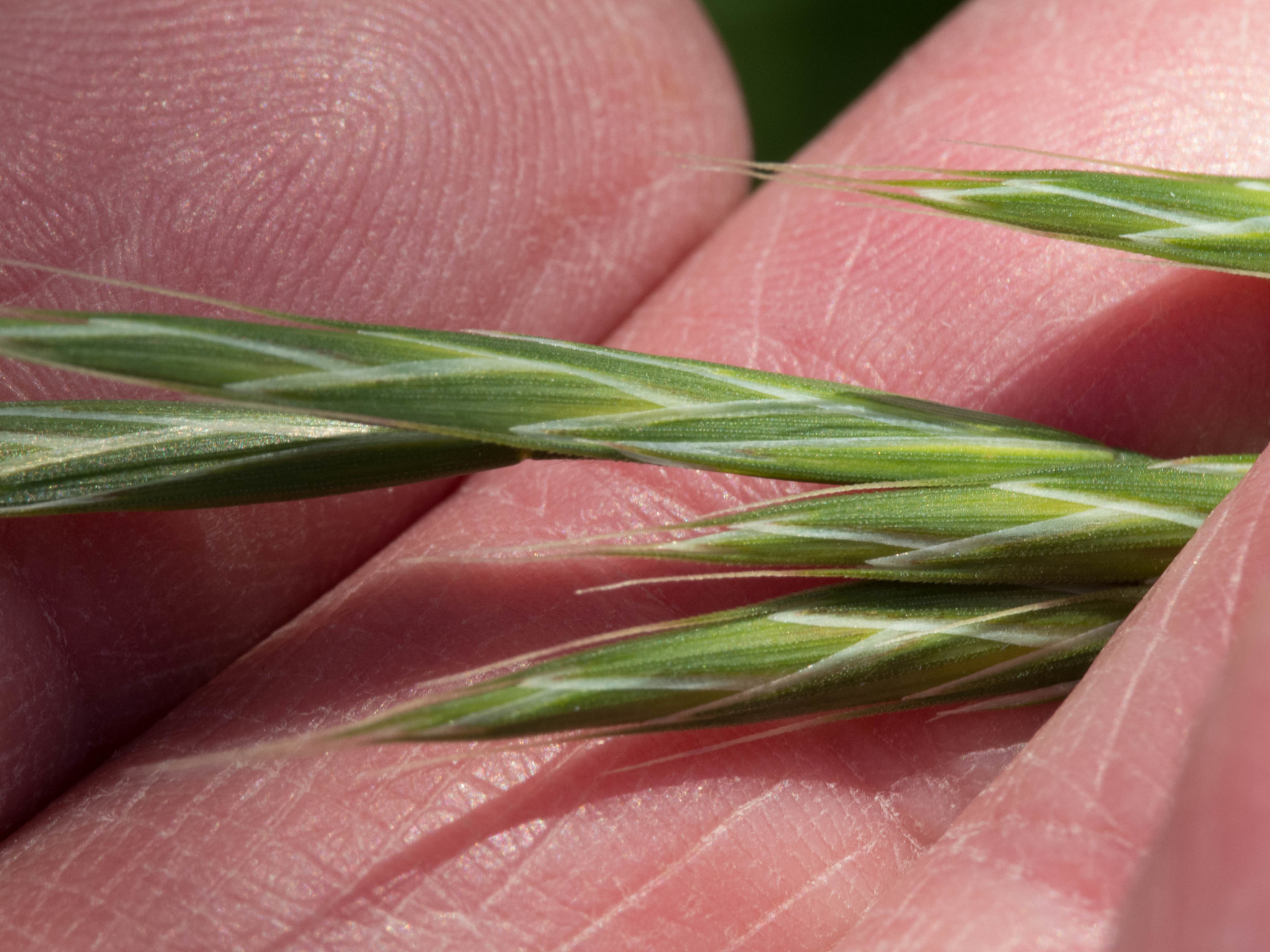 Bromus arizonicus