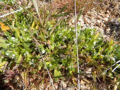 Plagiobothrys pringlei