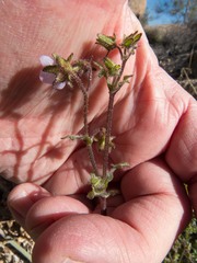 Pholistoma auritum arizonicum