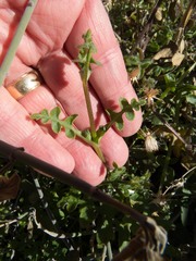 Pholistoma auritum arizonicum