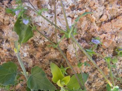 Pholistoma auritum arizonicum
