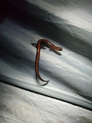 Plethodon cinereus image