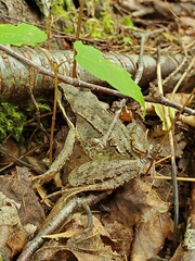 Lithobates sylvaticus image