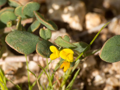 Acmispon maritimus brevivexillus