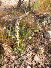 Pectocarya platycarpa