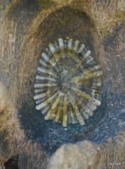 Siphonaria