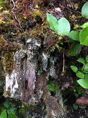 Hypogymnia duplicata