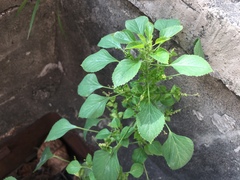 Acalypha indica indica