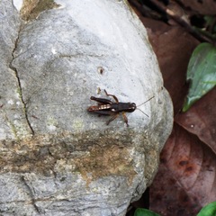 Huastecacris truncatipennis