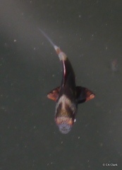 Monodactylus argenteus