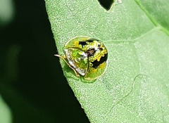 Cassida circumdata