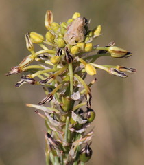 Bulbine narcissifolia