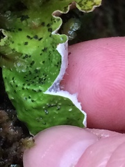 Peltigera britannica