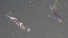 Monodactylus argenteus