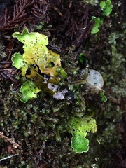 Peltigera britannica