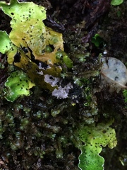 Peltigera britannica