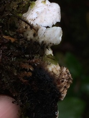 Peltigera britannica