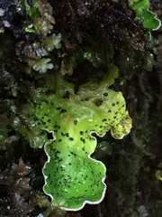 Peltigera britannica