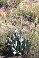 Bulbine narcissifolia