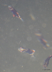 Monodactylus argenteus