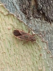 Arocatus longiceps