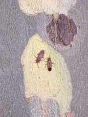 Arocatus longiceps