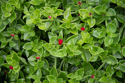 Representative image of Mesembryanthemum lancifolium
