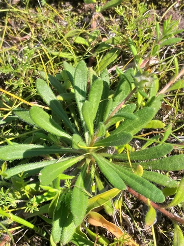 Southern Beetledaisy (Gorteria piloselloides)