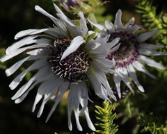 Berkheya purpurea