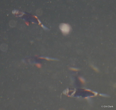 Monodactylus argenteus