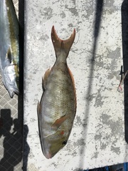 Lethrinus rubrioperculatus