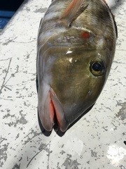 Lethrinus rubrioperculatus