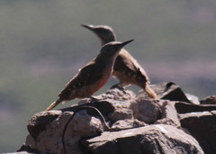 Geocolaptes olivaceus