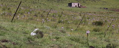 Berkheya purpurea