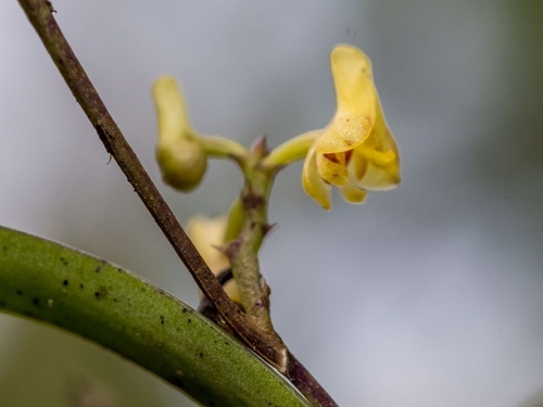 Polystachya tenuissima image