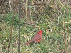 Cardinalis cardinalis cardinalis