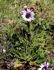 Berkheya purpurea