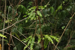 Lygodium reticulatum