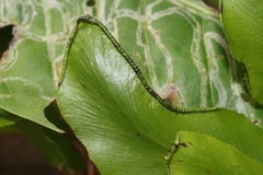 Lygodium reticulatum