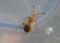 Pycnocoris ursinus