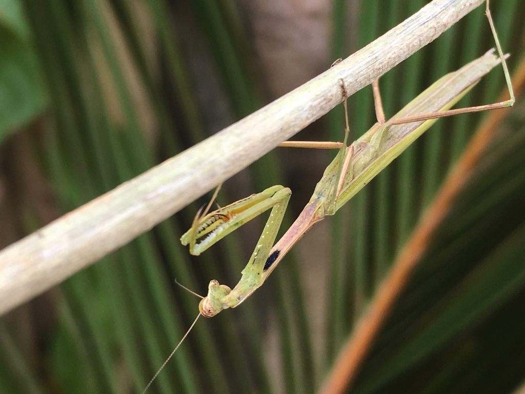Statilia pallida