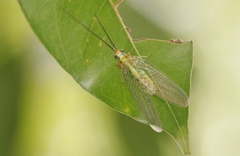 Italochrysa